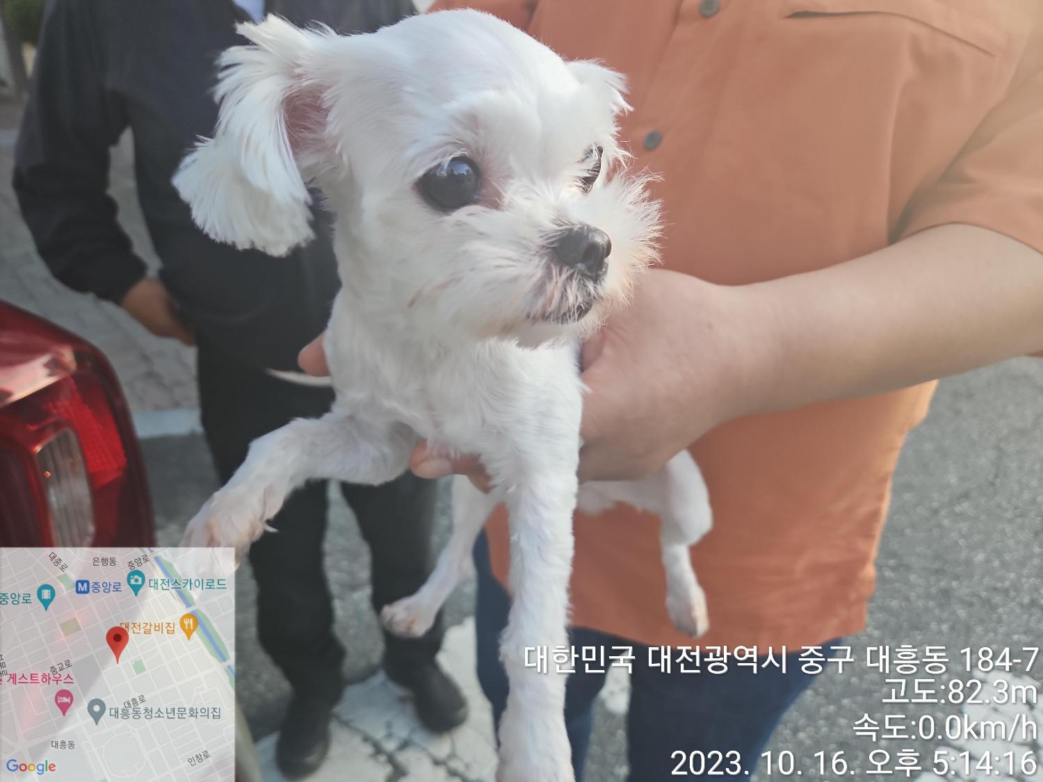 대전동물보호센터_430365202300512
